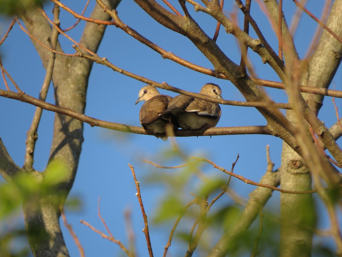 holoubek pikui - ML647405471