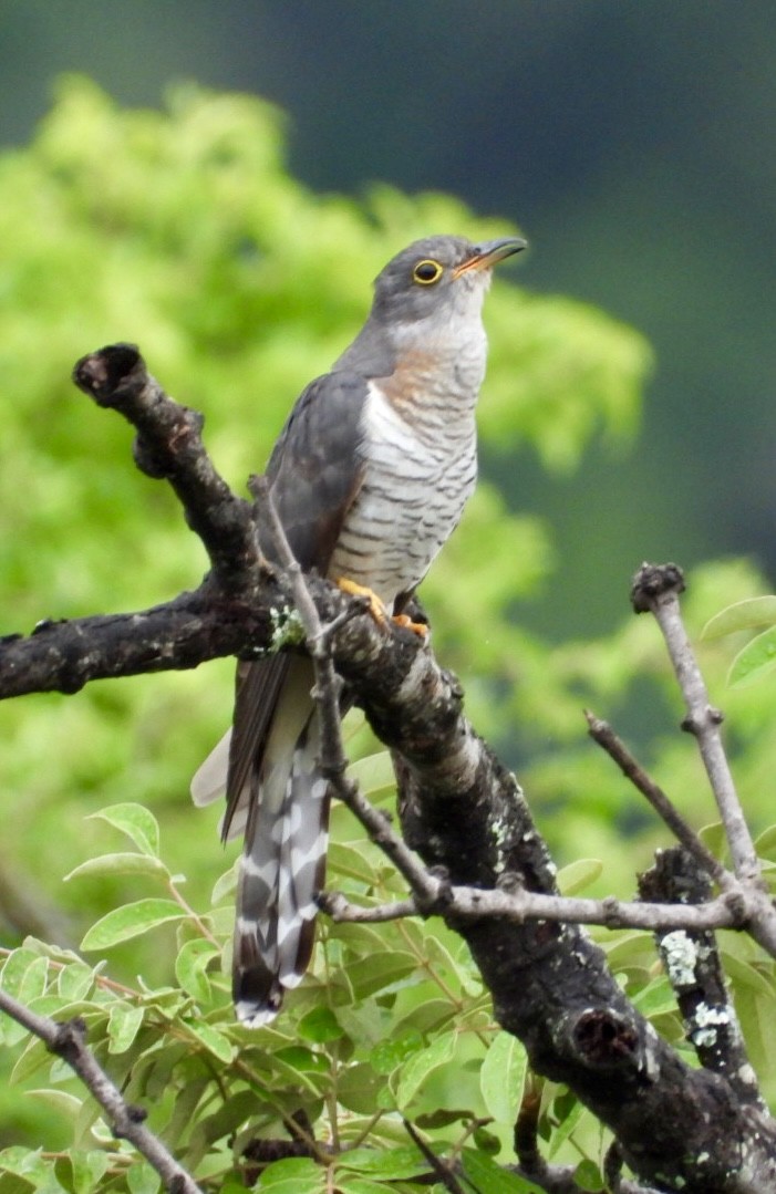 Red-chested Cuckoo - ML647405483
