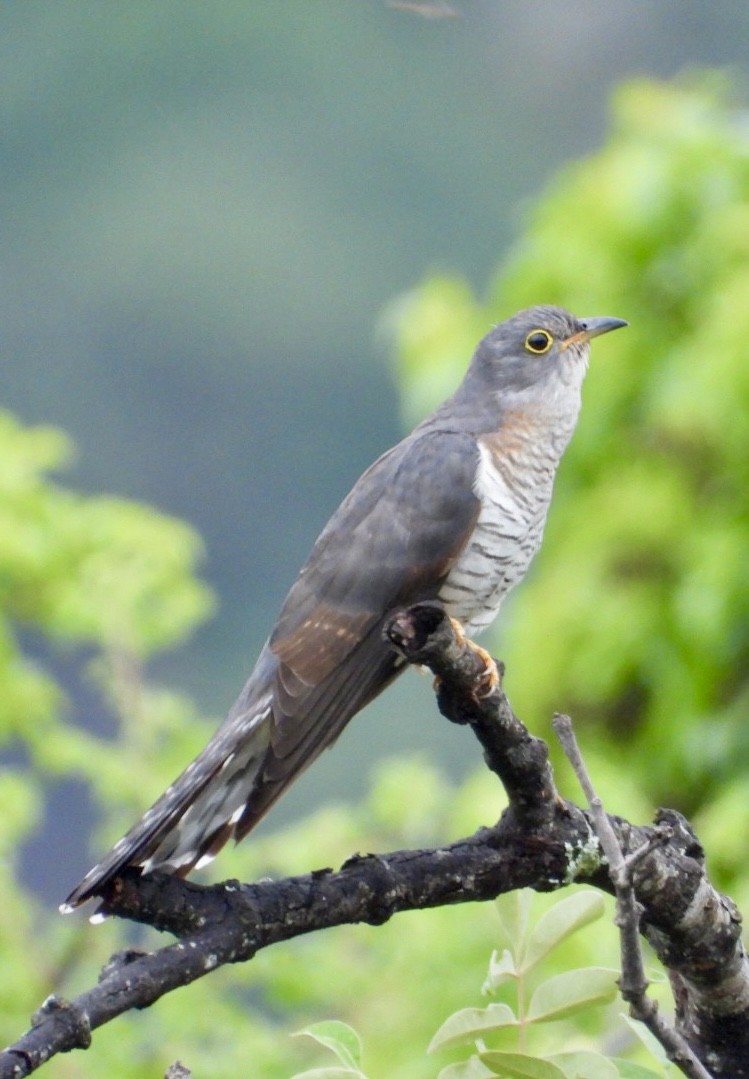 Red-chested Cuckoo - ML647405484