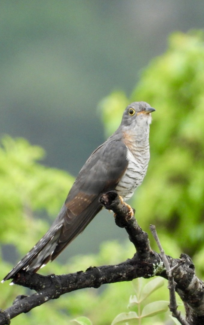 Red-chested Cuckoo - ML647405485