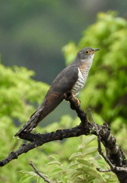 Red-chested Cuckoo - ML647405486