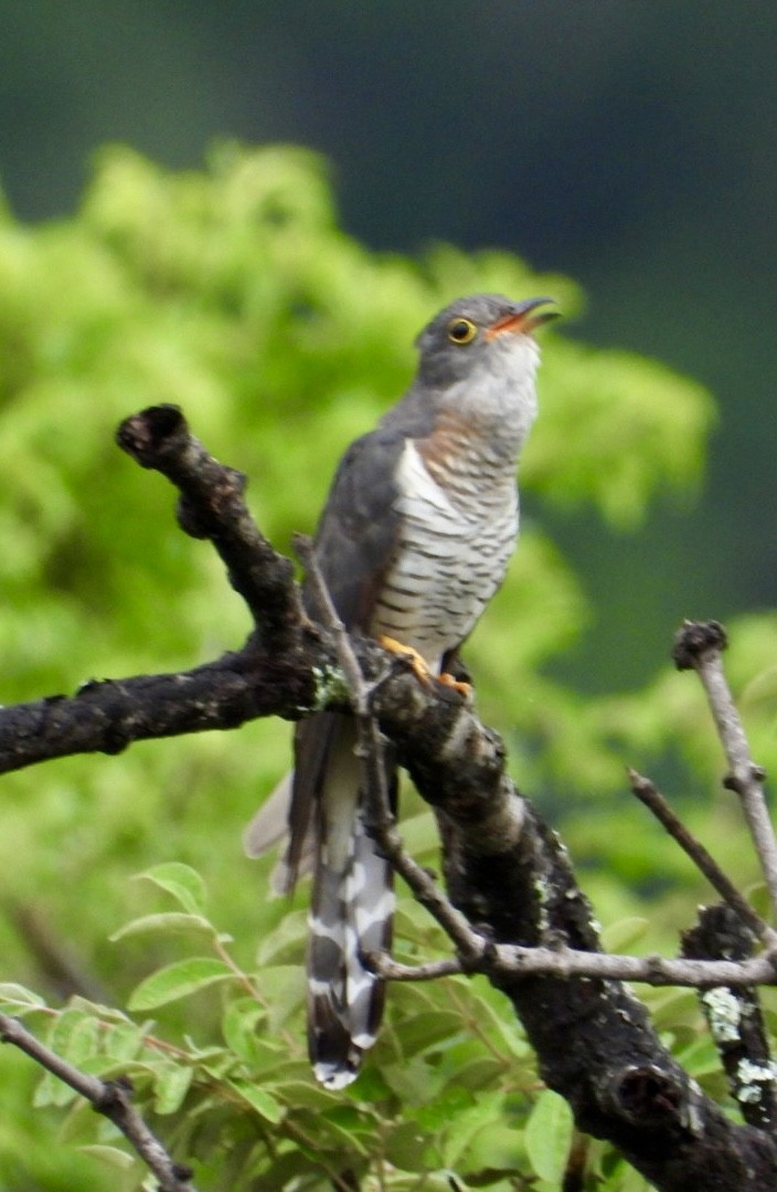 Red-chested Cuckoo - ML647405487
