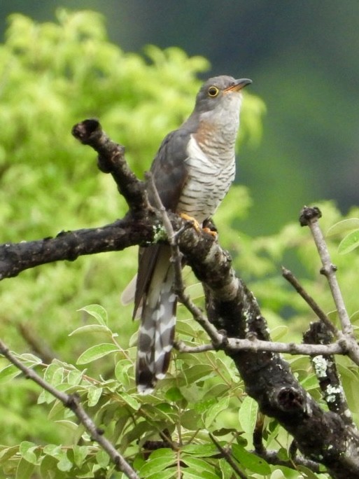 Red-chested Cuckoo - ML647405488