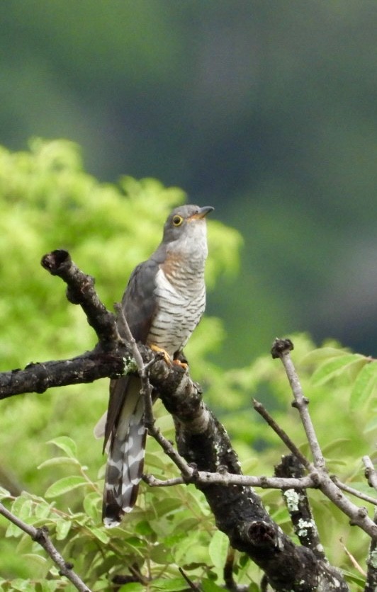 Red-chested Cuckoo - ML647405489