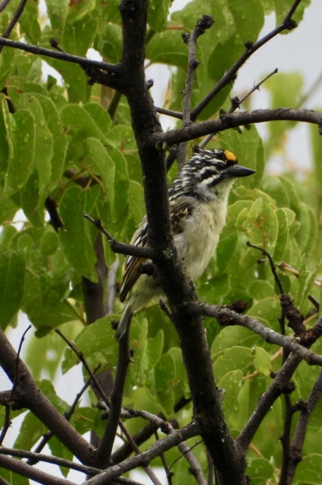 Yellow-fronted Tinkerbird - ML647405498