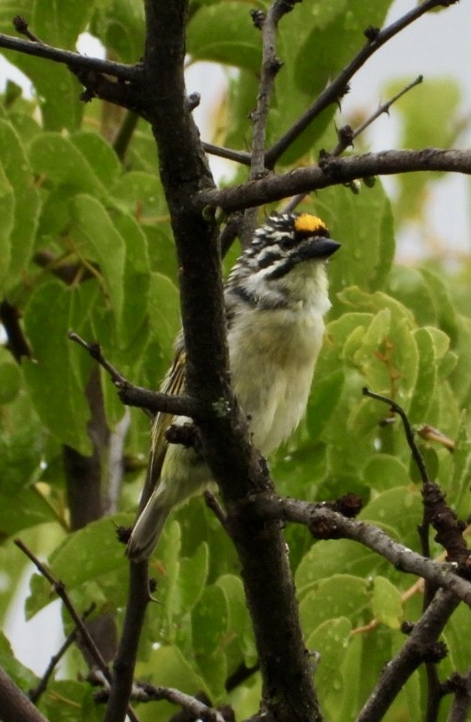 Yellow-fronted Tinkerbird - ML647405499