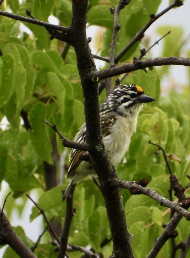 Yellow-fronted Tinkerbird - ML647405500