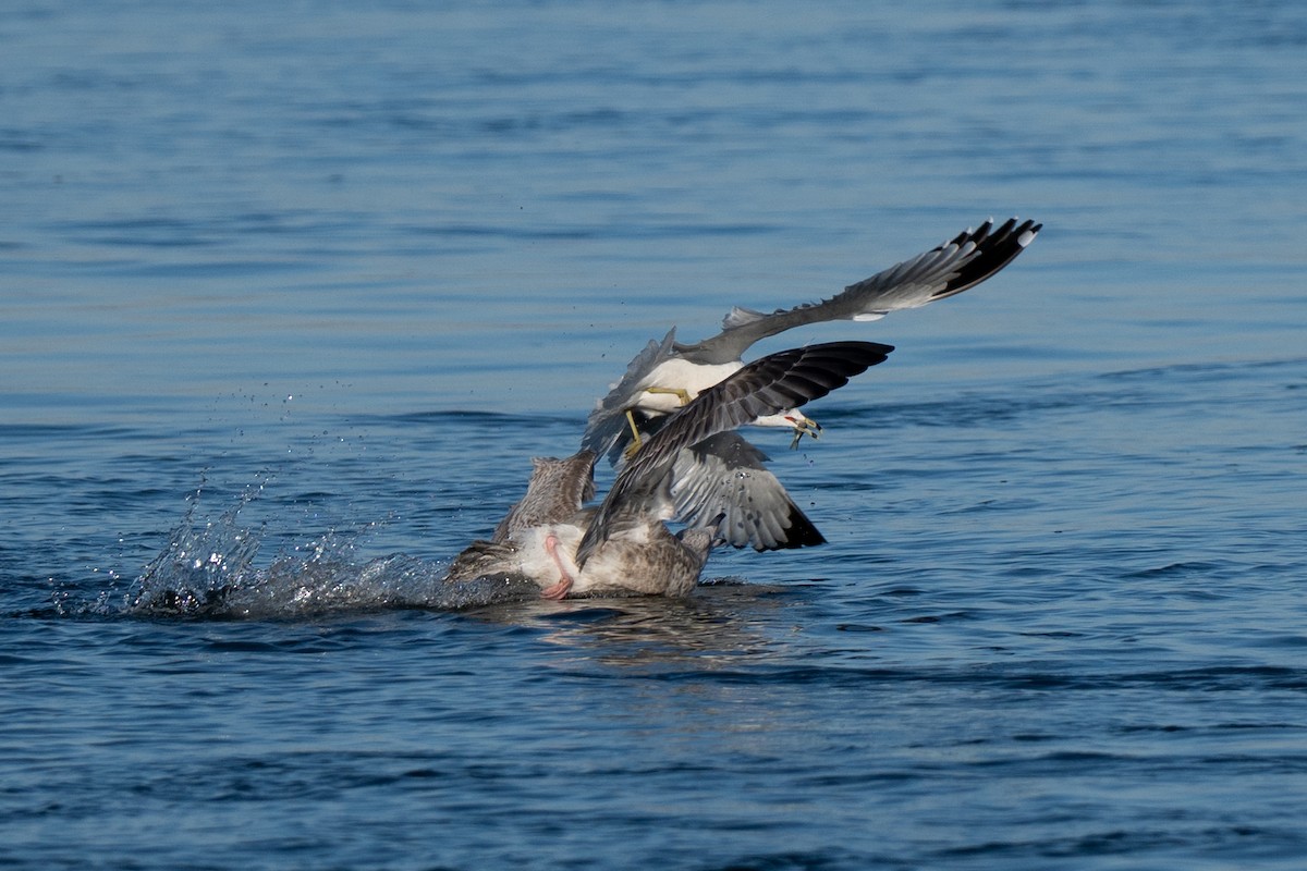 amerikagråmåke - ML647405501