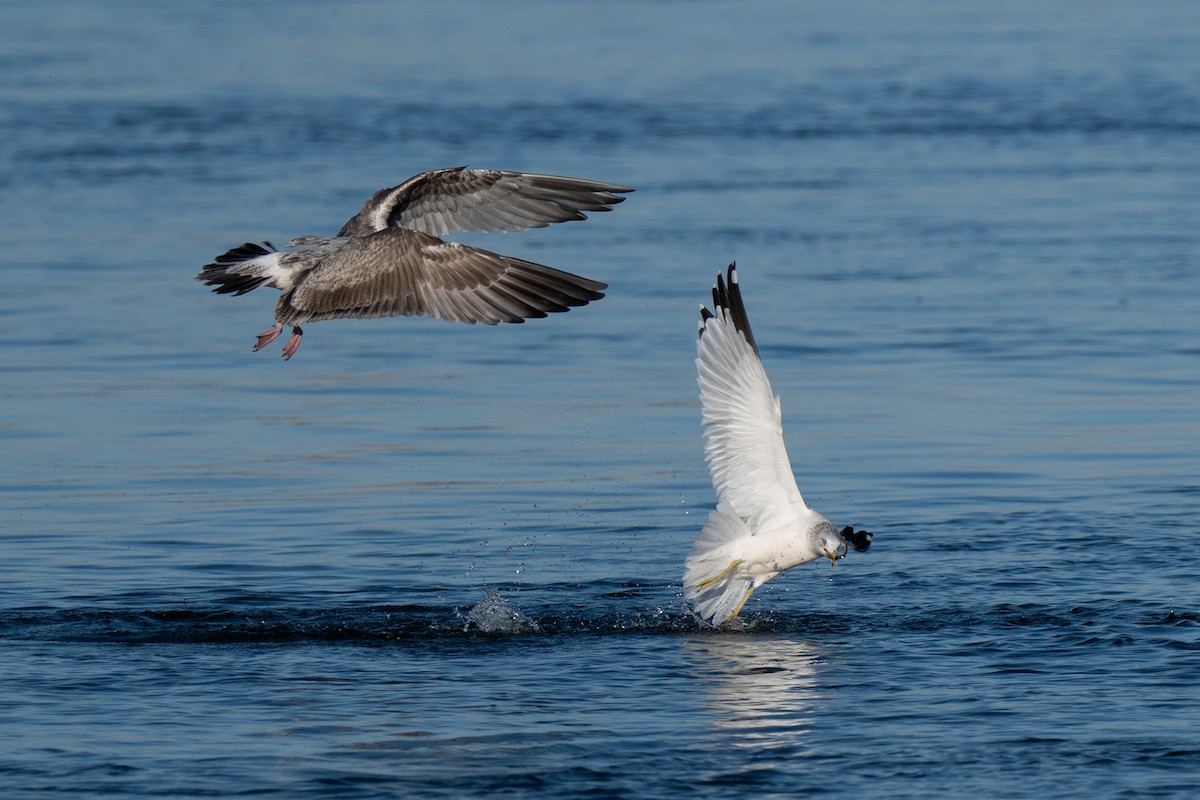 amerikagråmåke - ML647405502