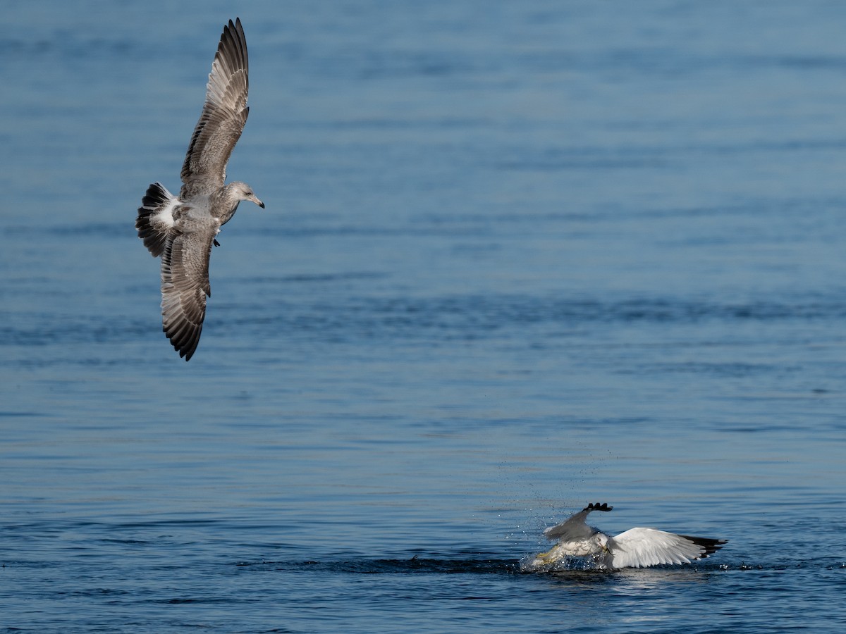 amerikagråmåke - ML647405504