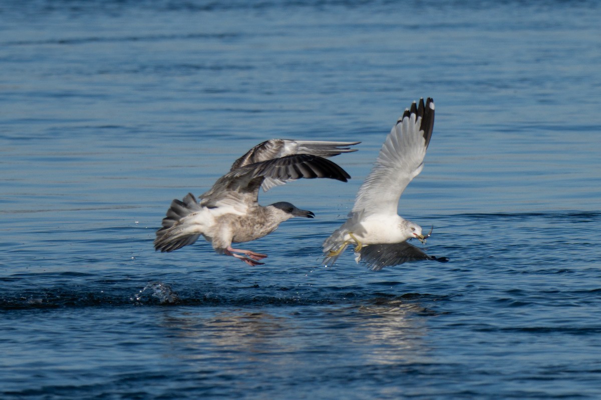 amerikagråmåke - ML647405507