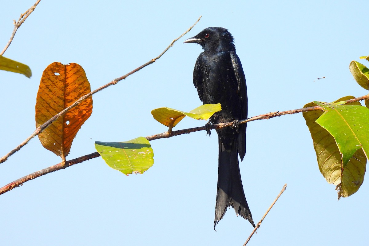 Black Drongo - ML647405512