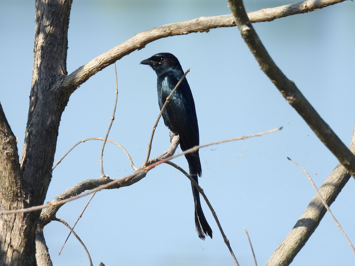 Black Drongo - ML647405513