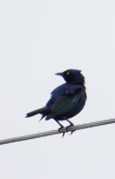 Greater Blue-eared Starling - ML647405521