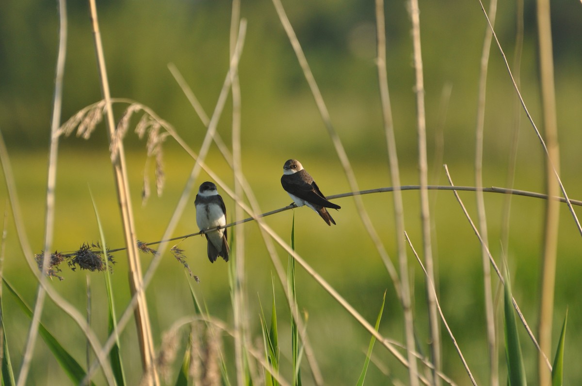 Bank Swallow - ML647405526