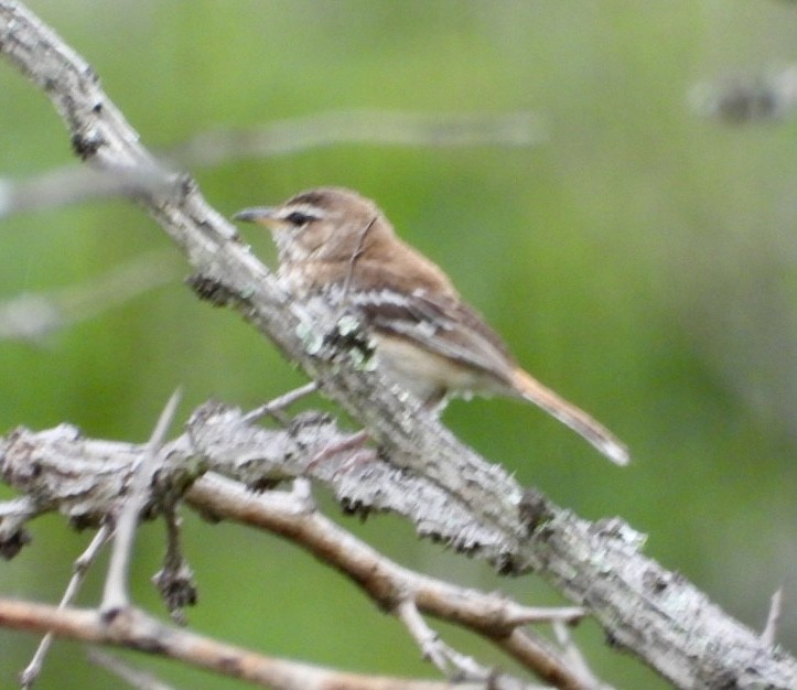 White-browed Scrub-Robin - ML647405529