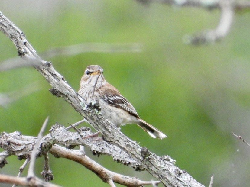 White-browed Scrub-Robin - ML647405530