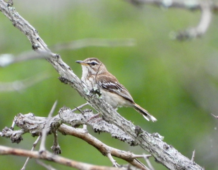 White-browed Scrub-Robin - ML647405531