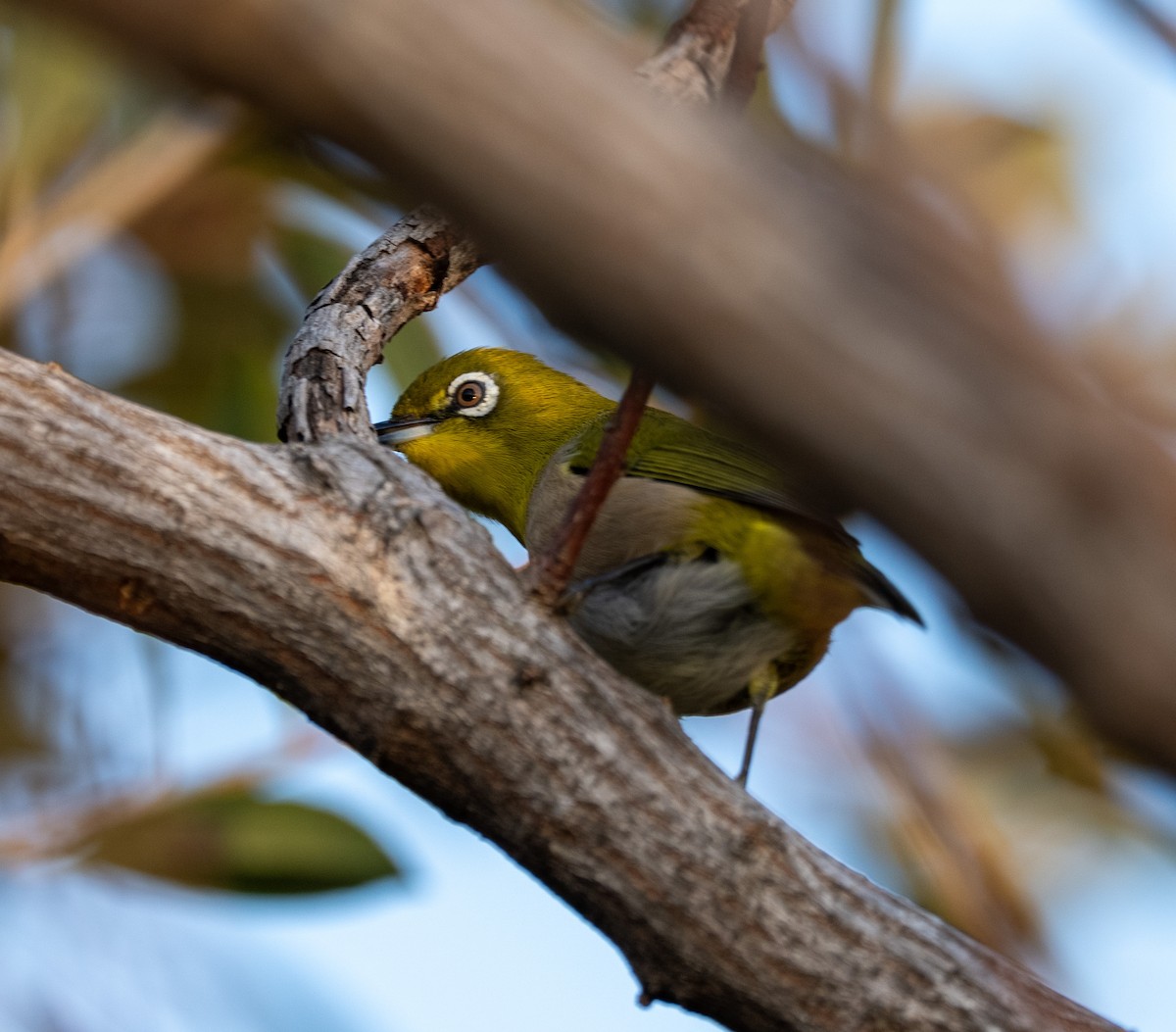 Warbling White-eye - ML647405539