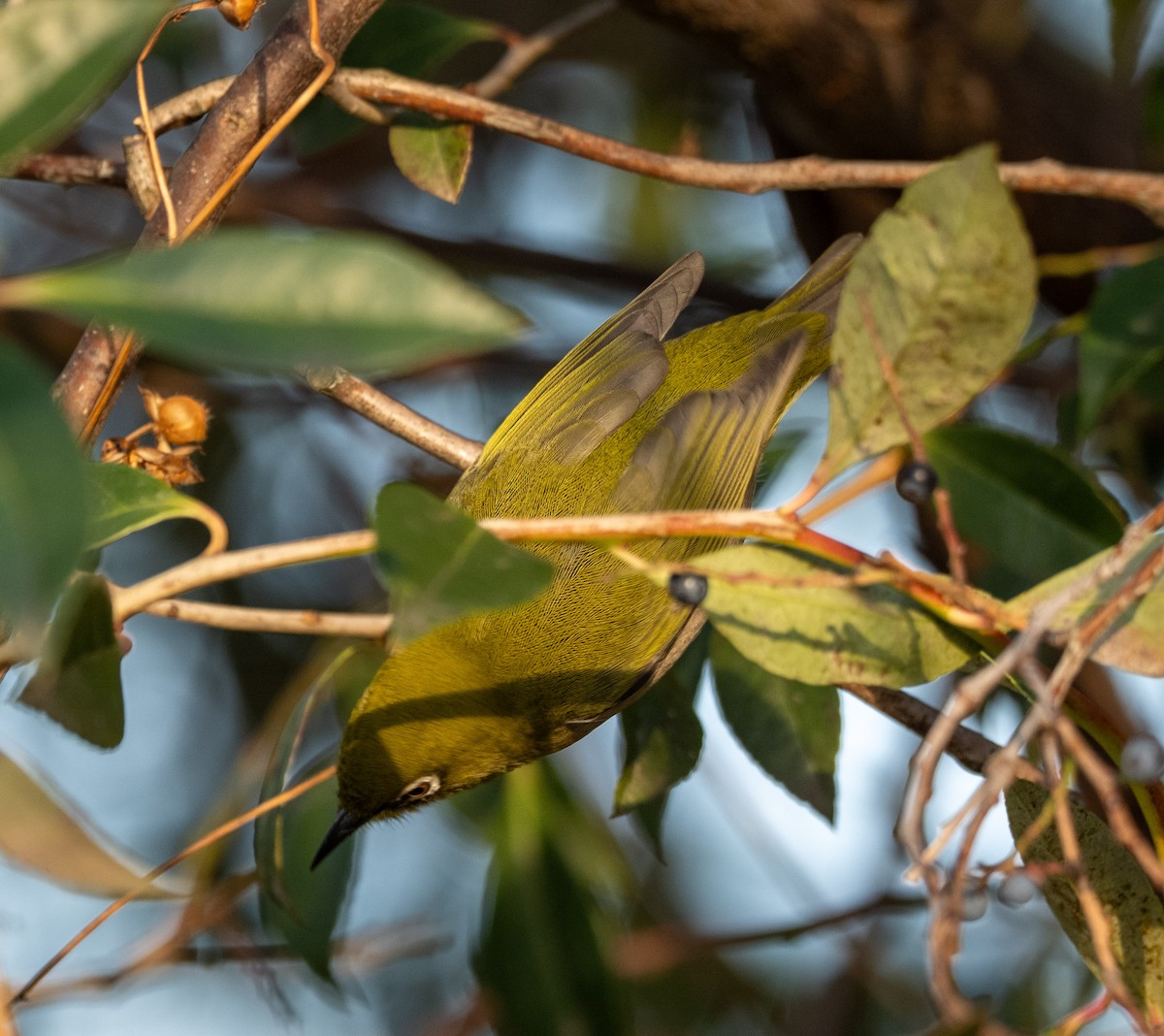 Warbling White-eye - ML647405544