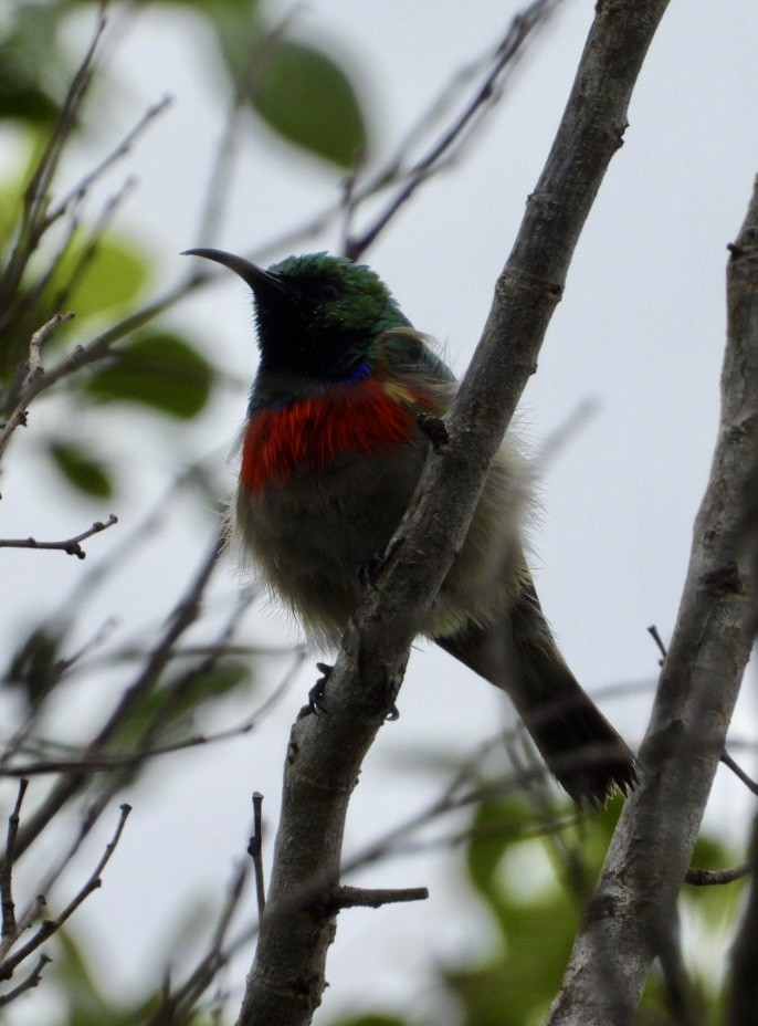 Eastern Miombo Sunbird - ML647405545