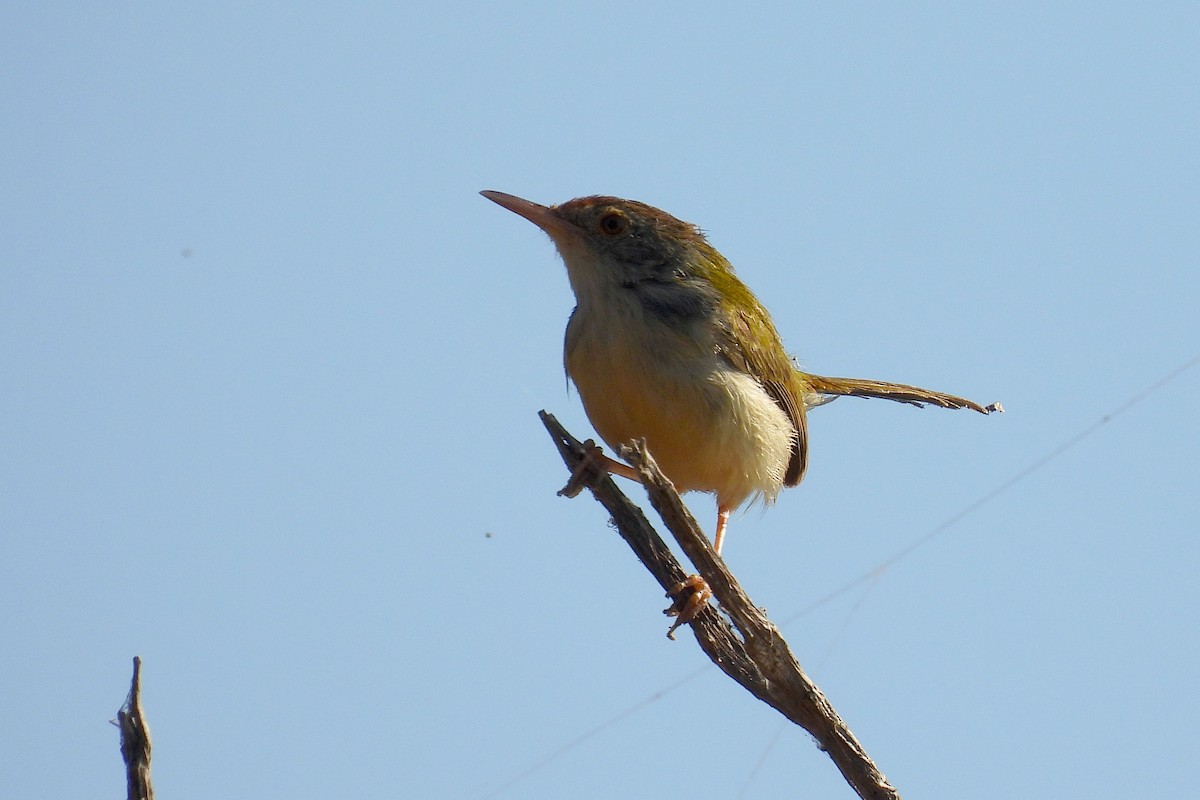 Common Tailorbird - ML647405546