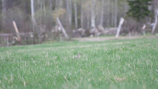 Hudsonian Whimbrel - ML647405565