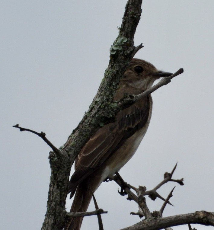 Spotted Flycatcher - ML647405573