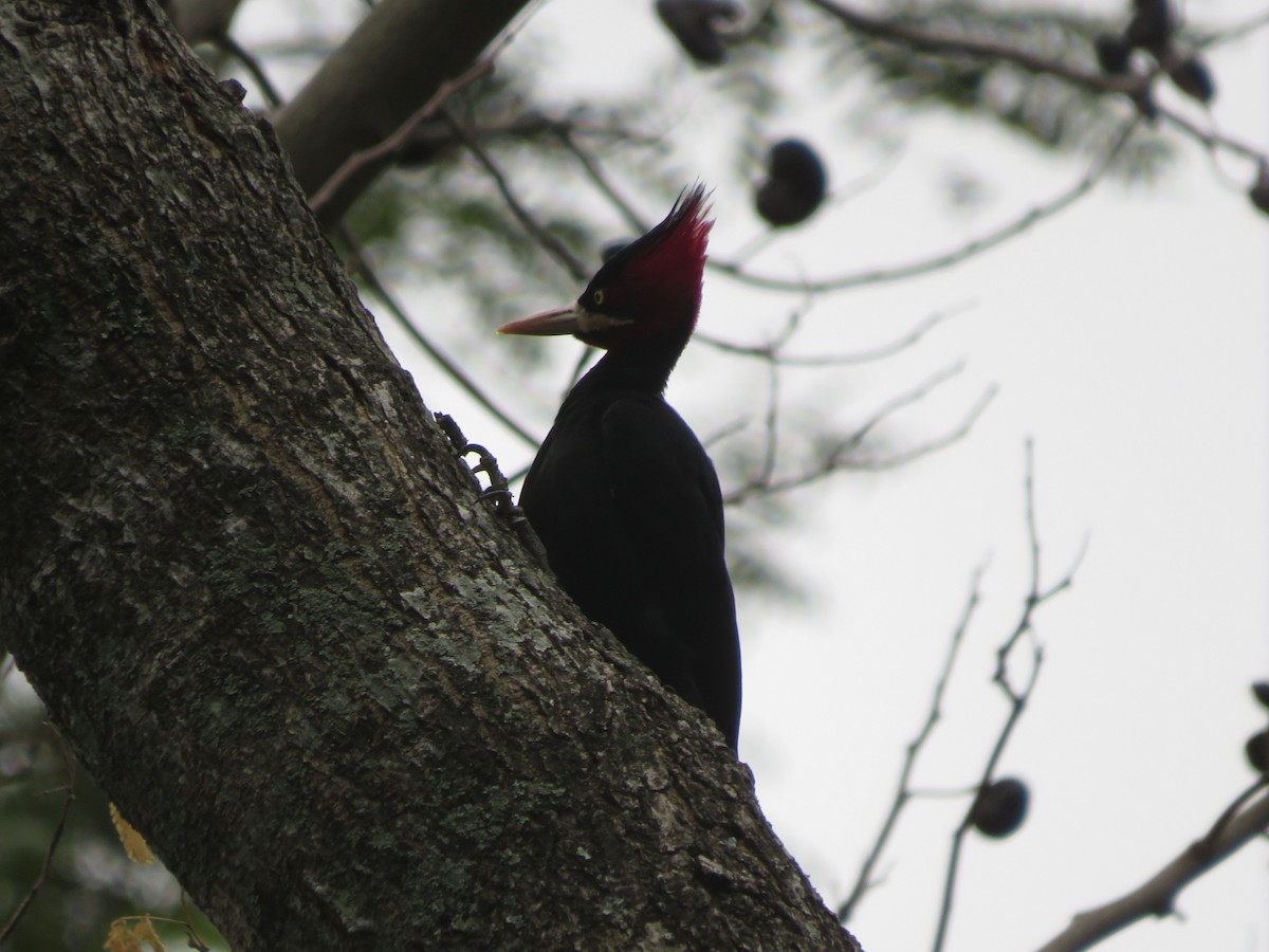 Cream-backed Woodpecker - ML647405583