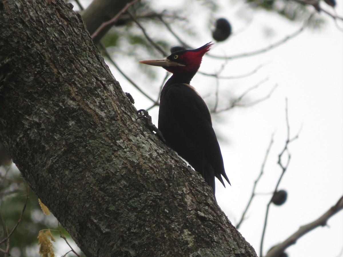 Cream-backed Woodpecker - ML647405584