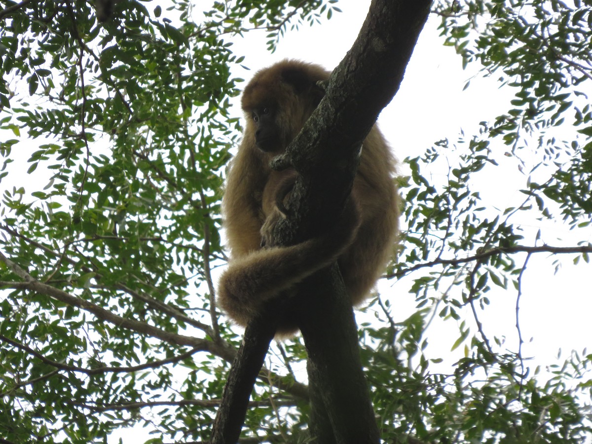 Black-and-gold Howler Monkey - ML647405594