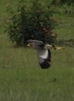 Wattled Lapwing - ML647405600