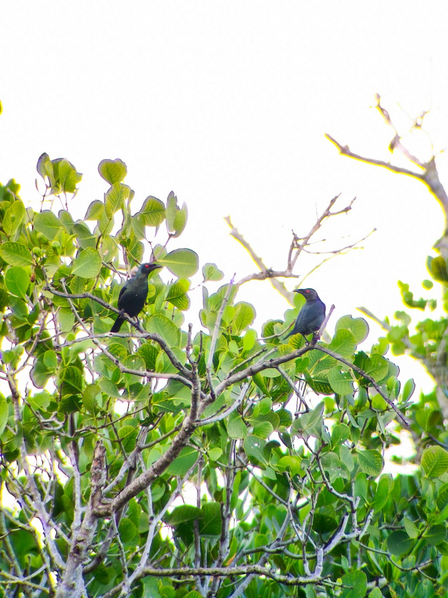 Красноглазый скворец - ML647405601