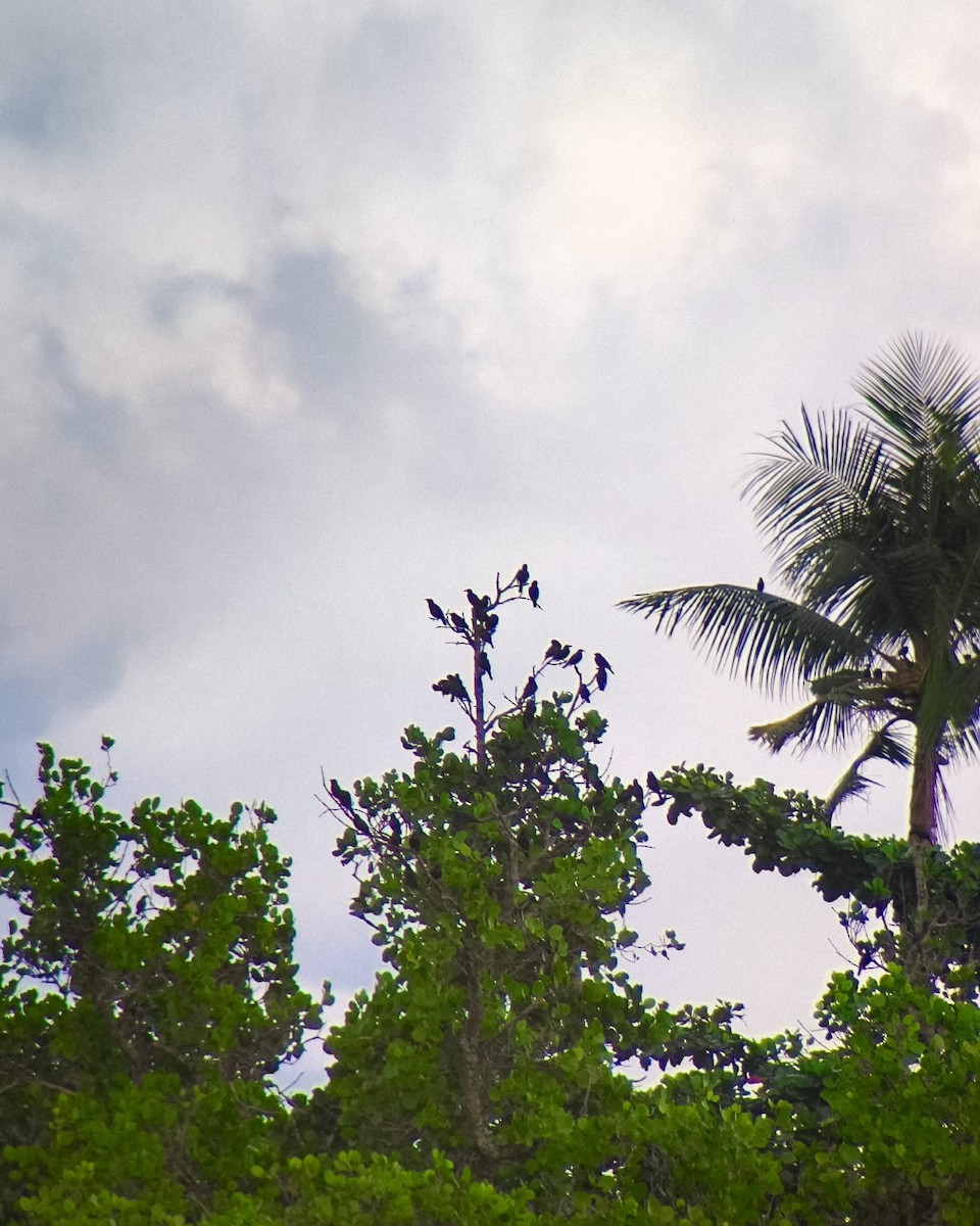 Красноглазый скворец - ML647405602