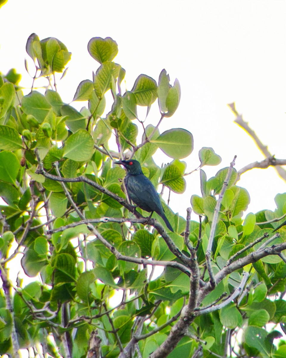 Красноглазый скворец - ML647405603