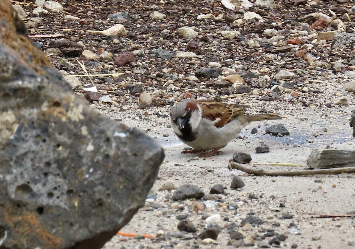 דרור הבית - ML647405610