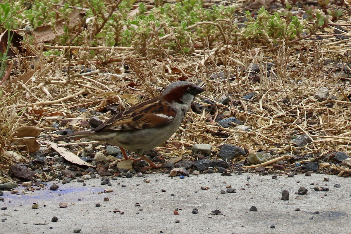 דרור הבית - ML647405611