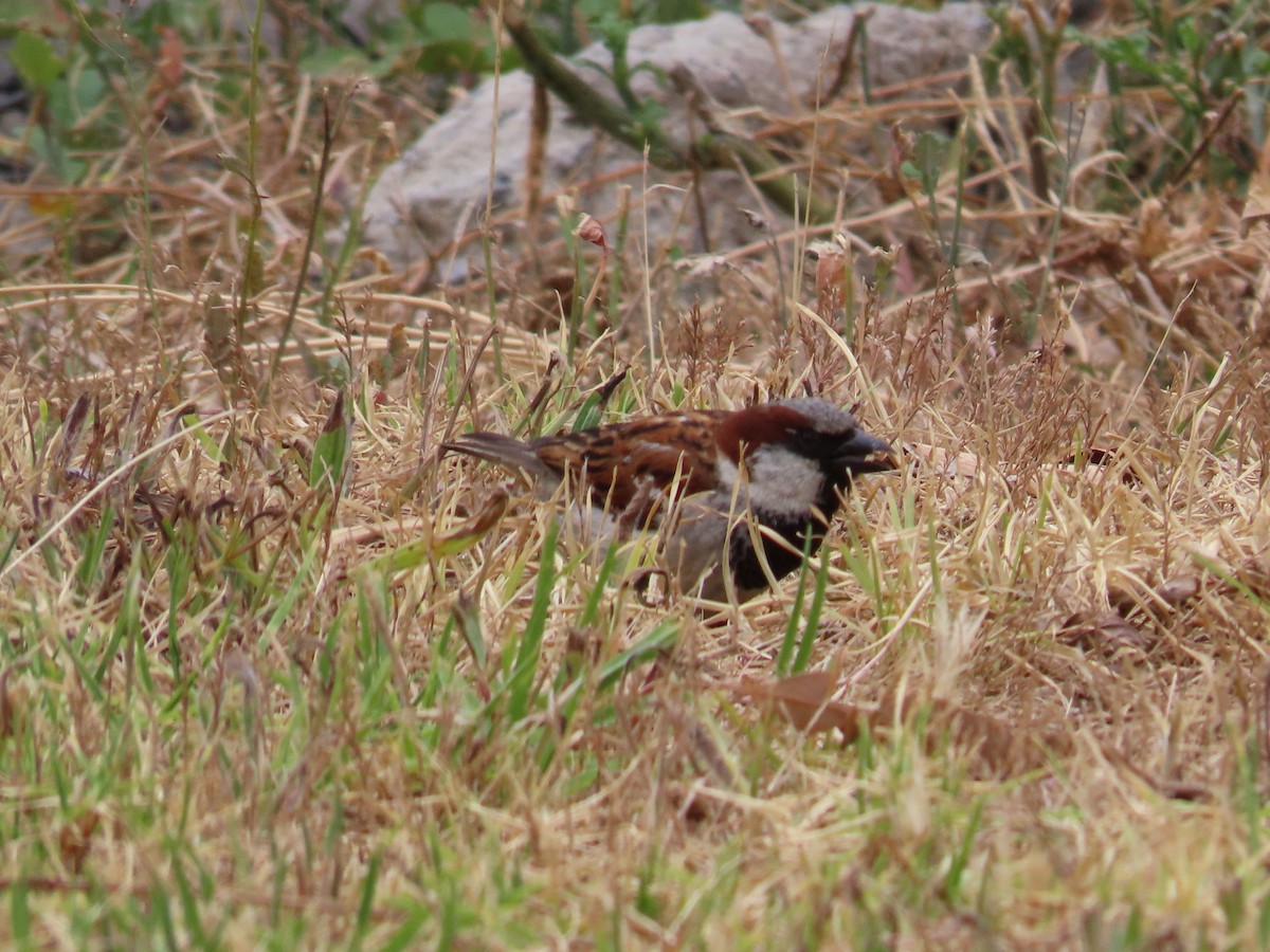 דרור הבית - ML647405612