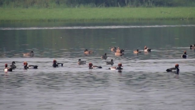 Ahate gorrizta - ML647405617