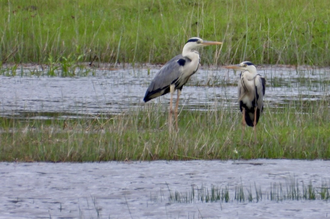 Gray Heron - ML647405623