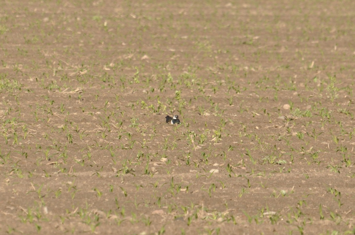 Northern Lapwing - ML647405639