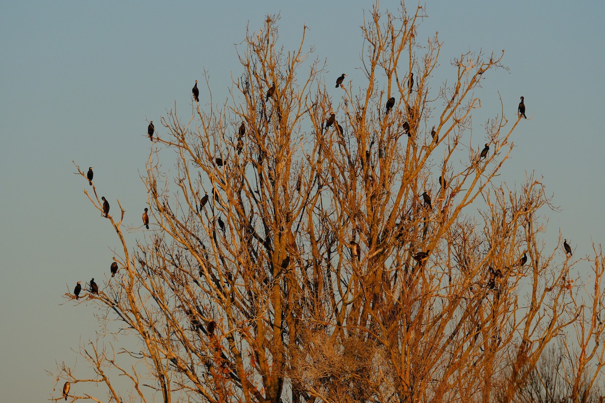 Great Cormorant - ML647405654