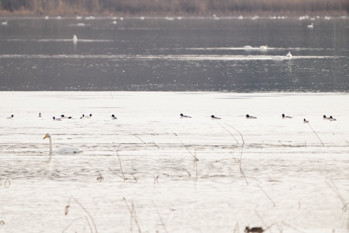 morčák velký (ssp. merganser/orientalis) - ML647405658