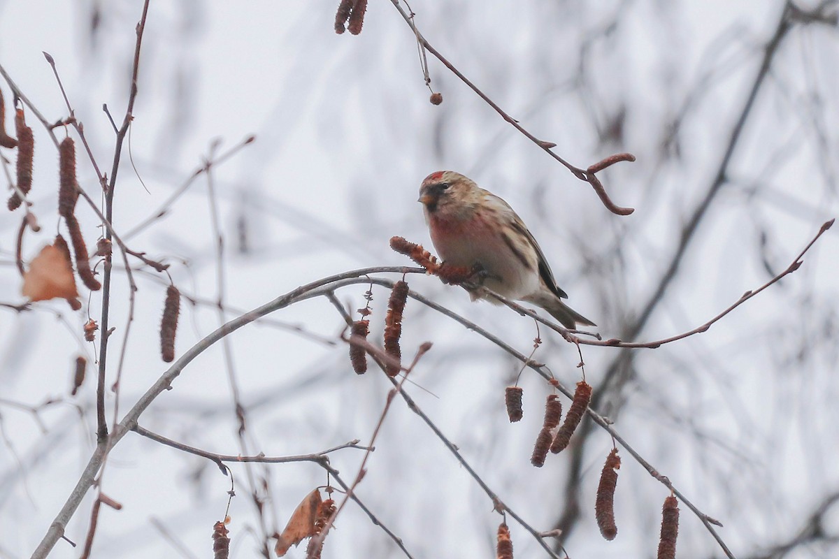 Pardillo Sizerín (alpino) - ML647405664