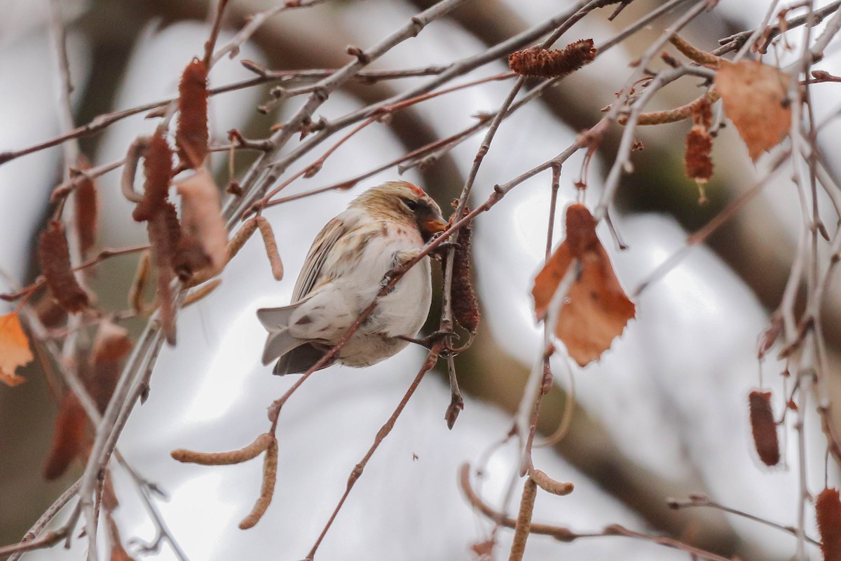 Pardillo Sizerín (alpino) - ML647405665