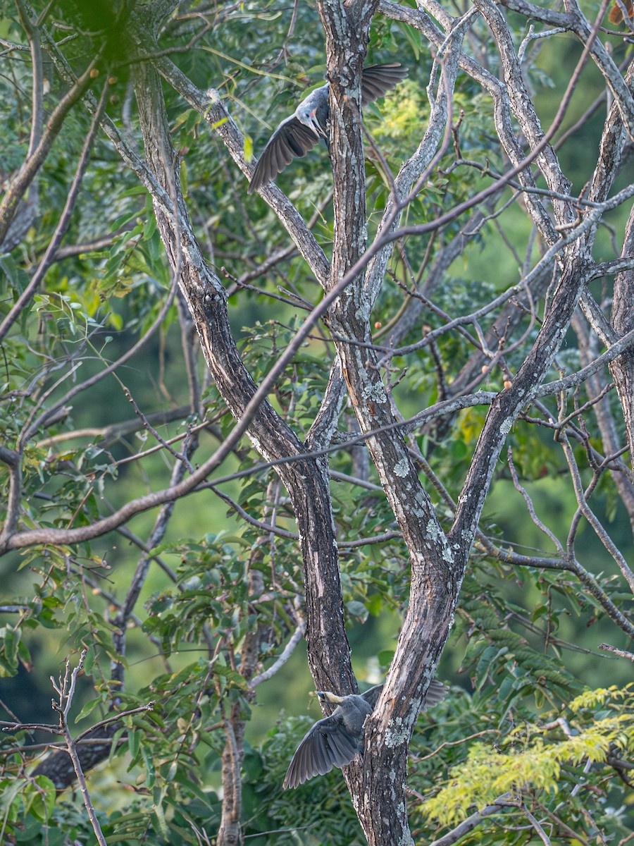 Picatroncos Pizarroso - ML647405668