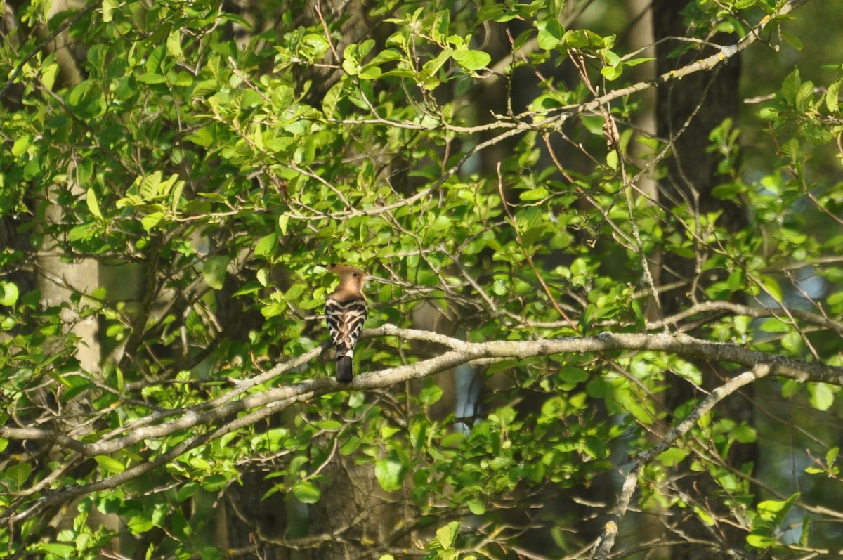Common Hoopoe - ML647405681