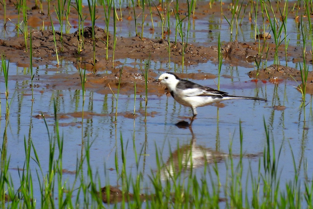 Lavandera Blanca - ML647405682