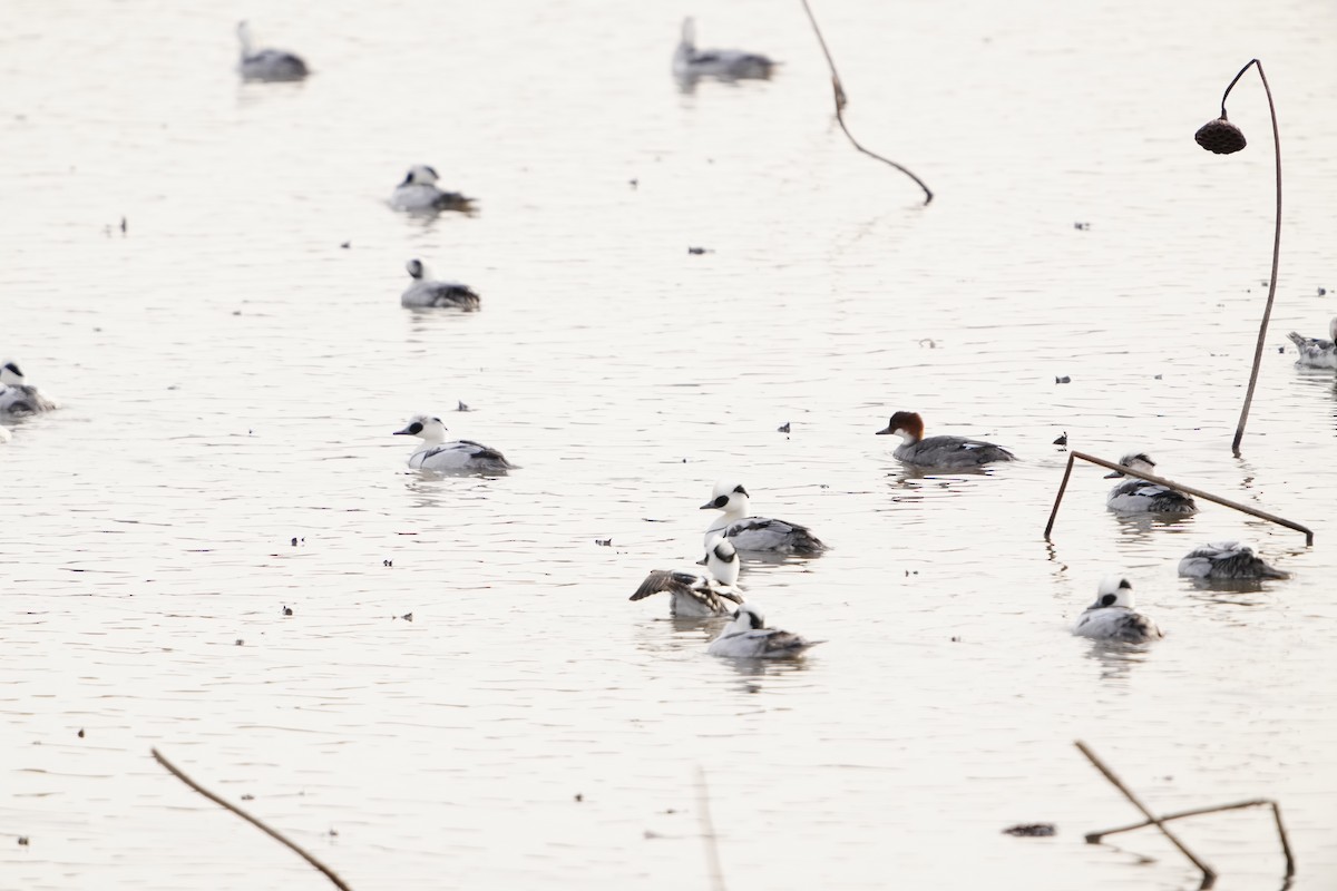 Serreta Chica - ML647405683