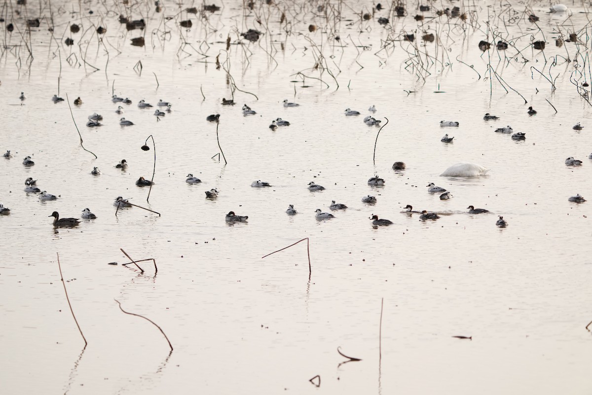 Serreta Chica - ML647405684